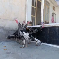 بوقلمون گوشتی سیاه و توسی