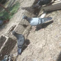 جوجه مسافتی کبوتر