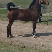 کُره نریان کرد