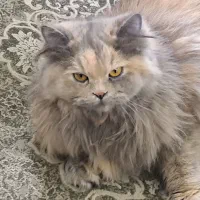 گربه خانگی نژاد دار (میکس پرشین و بریتیش)