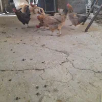 مرغ محلی تخم گذار