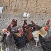 مرغ و خروس محلی