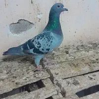 اهواز
