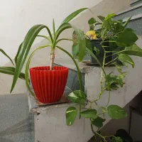 گل ذرتی|گل و گیاه طبیعی|شیراز, شیخ روزبهان|دیوار