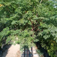درخت زیتون تلخ ۵ ساله