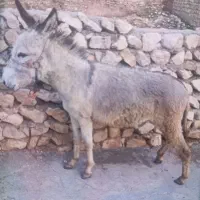 الاغ ماده دو ساله