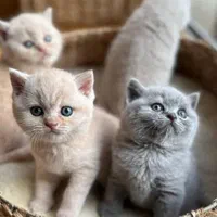 فروش گربه اصیل وارداتی با تضمین سلامت