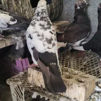 فروش تعدادی کبوتر