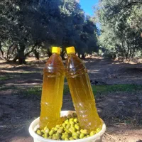 زیتون رودبار طارم