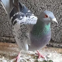 کفتر. معاوضه