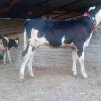 گوساله سیمینتال ماده آخرت جنس ۴ماهه کلفت گاو