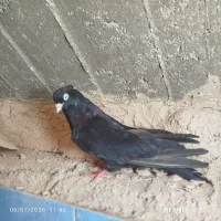 زاغ آبادانی واکسی