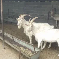 نر بز سانن اصیل
