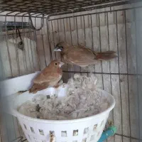 قفس جفت کن،فنچ بنگالی