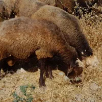 قوچ بره  گوساله