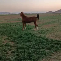 اسب مادیان دره شور