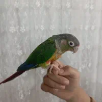 گرینچیک نر نژاد یلو ساید رد معاوضه با یلوساید ماده