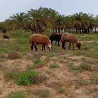گوسفند شادگان