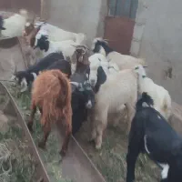 بز میانه