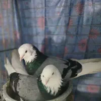شازده سبز