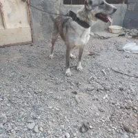 دو عدد سگ لاس درجه یک