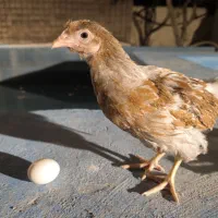 نیمچه ۳ ماه ویاندوت