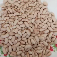 فروش لوبیا