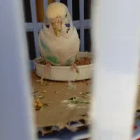 دوچرخه ۲۶ومرغ عشق وتاب سرسره