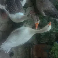 غاز محلی