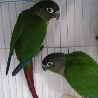 طوطی گرینچیک
