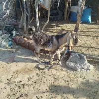 یک عدد چپشت گوشتی