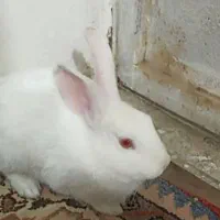 خرگوش بامزه