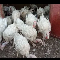 بوقلمون گوشتی بیوتی کاملا ارگانیک