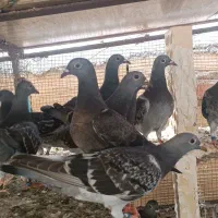 جوجه جان آردن خالص
