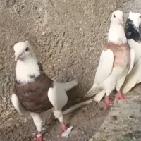 طوقی زرد