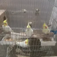 دو جفت عروس هلندی