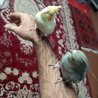 عروس هلندی