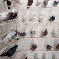 ۱۵۰ تا کفتر عتیقه ساعت