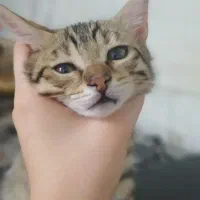 واگذاری گربه خونگی ماده