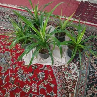 گل پامتاس|گل و گیاه طبیعی|مشهد, کلاته برفی|دیوار