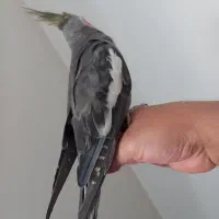 عروس هلندی نر ۸ ماهه