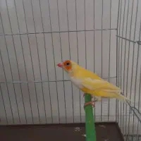 گلدین ماده.بنگالی ماده