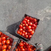 گوجه