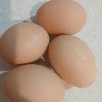تخم مرغ درشت محلی تازه