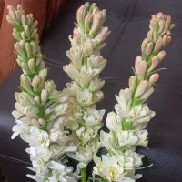 گلهای منعطف و قابل شستشو.