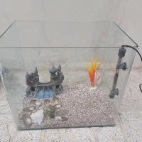 اکواریوم منحنی