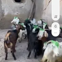 کله پاچه پاک شده وگوشت