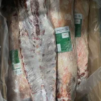 راسته مغولی