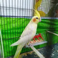 عروس هلندی نر لوتینو