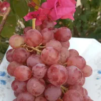 فروش ویژه انگور